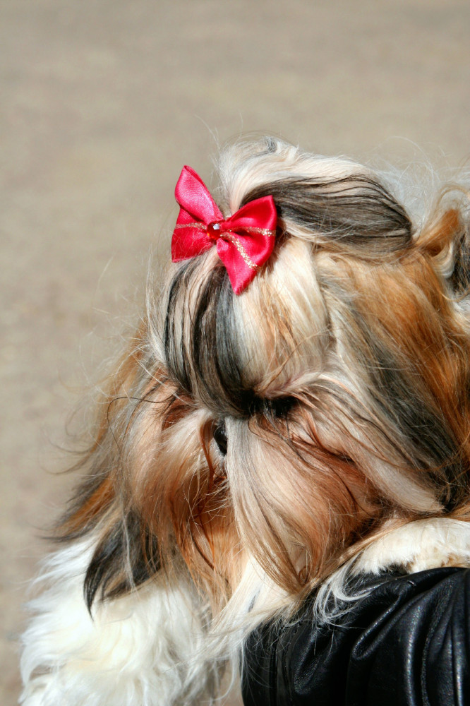 biewer yorkie piros masnival a hajában fekszik